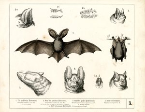 Lepakkolajit ja anatomiset yksityiskohdat tekijältä Heinrich Leutemann