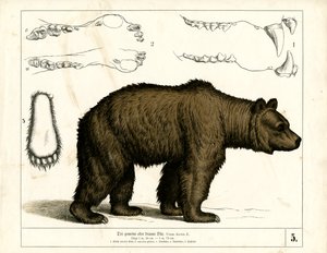Ruskea karhu anatomisilla yksityiskohdilla tekijältä Heinrich Leutemann