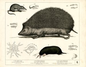 Hyönteissyöjät: Siili, varpunen ja myyräkoira tekijältä Heinrich Leutemann