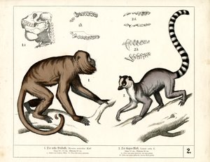 Apina ja lemuuri: Punainen Howler-apina ja rengashäntä Lemur tekijältä Heinrich Leutemann