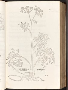 BT3.267.5 s.125 Wild Angelica, kuvitus Leonhart Fuchsin teoksesta De historia stirpium commentarii insignes, 1542.