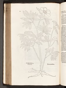 BT3.267.5 s.311 Paeony, kuvitus Leonhart Fuchsin rotujen historiasta, 1542