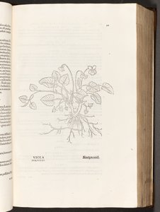 BT3.267.5 s.311 Violetti, kuvitus Leonhart Fuchsin Rasismin historiasta, 1542