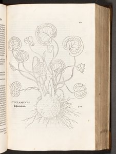BT3.267.5 s.51 Syklaami, kuva Leonhart Fuchsin Rotuerojen historiasta, 1542