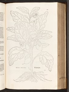 BT3.267.5 s. 533 Munakoiso, kuvitus Leonhart Fuchsin Rotukommentaarien historiasta, 1542