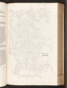 BT3.267.5. s. 627 Pea, kuvitus Leonhart Fuchsin rotujen historiasta, 1542