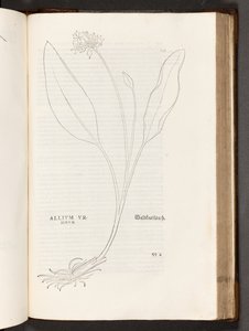 BT3.267.5 s.739 Allium, kuvitus Leonhart Fuchsin Rasismin historiasta, 1542
