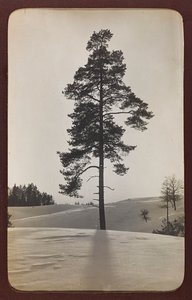 Ensimmäinen maailmansota: 