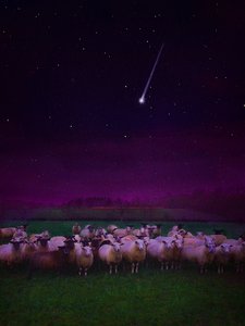 Flock by Night, 2019 tekijältä Helen White