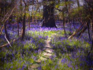 Light-Dappled Bluebells, 2021 (digitaalinen maalaus)