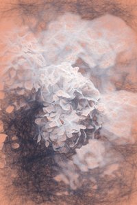 Pastel Hyrangeas, 2018, tekijältä Helen White