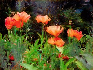 Peachy Poppies, 2020 tekijältä Helen White
