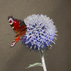 Peacock on Blue Thistle, 2018 tekijältä Helen White