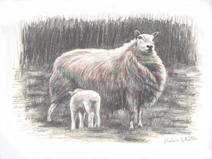 Ylpeä, 2016, (kynäpiirros) tekijältä Helen White