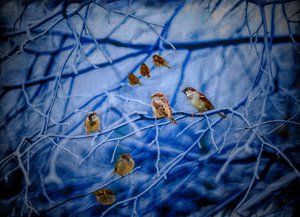 Talvivarpuset, 2020 tekijältä Helen White