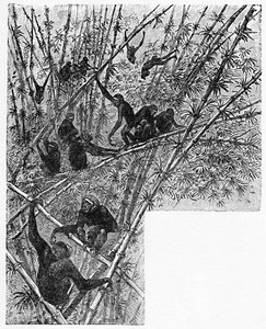 Hoolocks in a Bamboo Jungle, c1900 tekijältä Helena J. Maguire