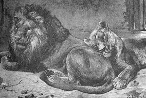 Leijona ja leijona, c1900