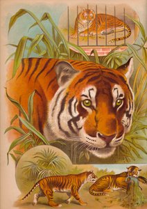 Tiger, c1900 tekijältä Helena J. Maguire