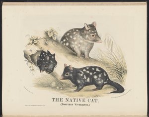 Australian nisäkkäät (Krefft) Nla.obj-33627803-14 The Native Cat tekijältä Helena Scott