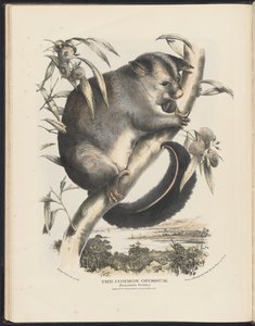Australian nisäkkäät (Krefft) Nla.obj-33627803-9 The Common Opossum. tekijältä Helena Scott