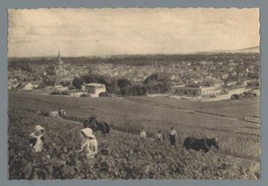 AY - mustien viinirypäleiden poimiminen (otsikko esineessä) tekijältä Helio Cachan