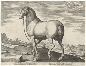 Hevonen Korsikasta Corsvs (otsikko esineessä) Hevosrodut Itävallan Don Juanin kuninkaallisilta tallilta (sarjan nimi) Equile Ioannis Austriaci Caroli (sarjan nimi) tekijältä Hendrick Goltzius (possibly)