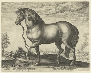 Hevonen Calabriasta Calaber (otsikko esineessä) Hevosrodut Itävallan Don Juanin kuninkaallisilta tallilta (sarjan nimi) tekijältä Hendrick Goltzius