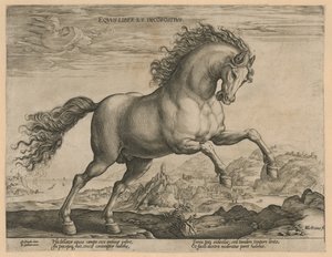 Villi hevonen Eqvvs liber et incompǒsitvs (otsikko objektissa) Hevosrodut Itävallan Don Juanin kuninkaallisilta tallilta (sarjan nimi) tekijältä Hendrick Goltzius