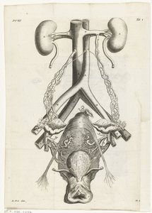 Anatominen kuva naisen sukuelimistä ja munuaisista Kirjakuvitus: Reinier de Graaf, Kaikki teokset, Amsterdam, 1686
