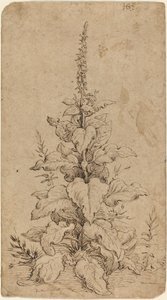 Foxglove kukkii tekijältä Hendrik Goltzius