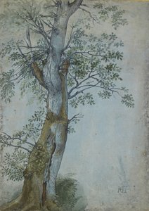 Study of a Tree, 1597-99 (tussi tummanruskealla musteella, sivellin wc- ja bodycolor-värillä, korotettu valkoisella, sinisellä paperilla). tekijältä Hendrik Goltzius