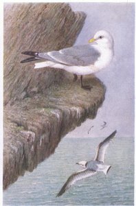 Kittiwake, Postikortit,1930-luku