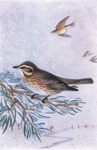 Redwing, Postikortit,1930-luku