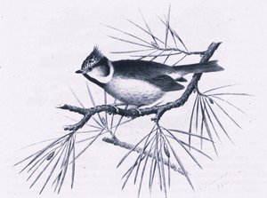 Scottish Crested Tits, Nature in Britain julkaissut Collins, 1946.