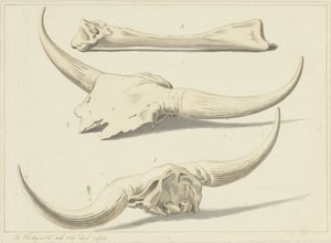 Aurochin fossiiliset luut, löydetty tulvan aikana, 1809