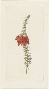 Kukat (Erica Mammosa)