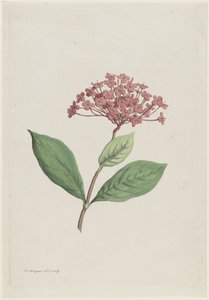 riikinkukkokirsikka (Ixora coccinea)