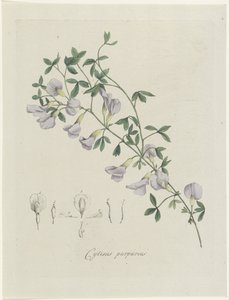 Violetti lahna Purppura Cytisus (otsikko esineessä)