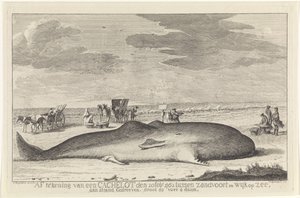 pesty kaskelotti Kirjautuminen kätköalueelta 20. helmikuuta 1762 Zandvoortin ja Wyk op Zeen välillä, ajettu rannalla, suuri 61 jalkaa 6 duum. (otsikko esineessä) tekijältä Hendrik Spilman