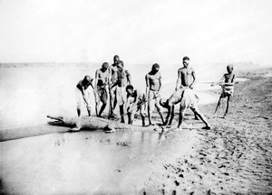 Krokotiilin metsästys, Nubia, Egypti, 1887