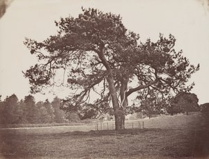 Hamiltonin palatsin puisto (Parasol Pine), n. 1858 (kuva) tekijältä Henri Charles de Rostaing