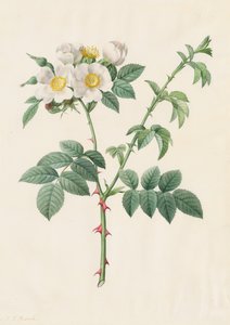 Brier Bush Rose tai Dog Rose Rosa Leucantha, 1817-1824. tekijältä Pierre Joseph Redouté