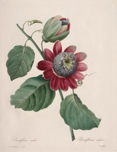 Valinta kauneimmista kukista...kauneimmista hedelmistä: Passiflore ailee, 1827. tekijältä Pierre Joseph Redouté