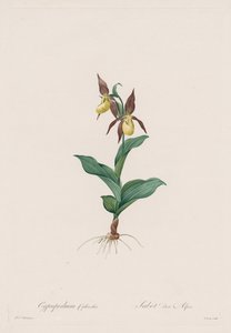 Les Liliacées: Cypripedium-kenkä, 1802-1816. tekijältä Pierre Joseph Redouté