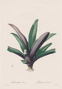 Les Liliacées: Tradescantia discolour, 1802-1816. tekijältä Pierre Joseph Redouté
