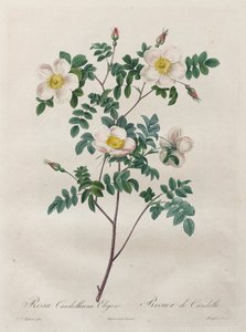 Les Roses: Rosa Candolleana Elegans, 1817-1824. tekijältä Pierre Joseph Redouté
