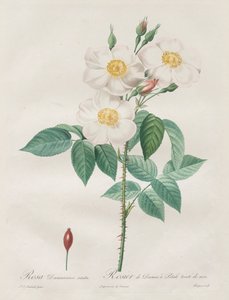 Les Roses: Rosa Damascena, subalba, 1817-1824. tekijältä Pierre Joseph Redouté