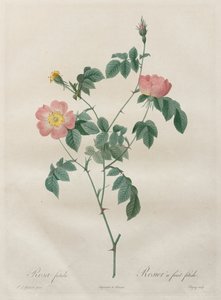 Les Roses: Rosa indica, 1817-1824. tekijältä Pierre Joseph Redouté