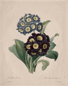 Primula auricula, 1827. tekijältä Pierre Joseph Redouté