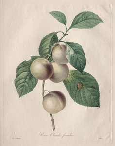 Reine Claude Plum, 1827. tekijältä Pierre Joseph Redouté